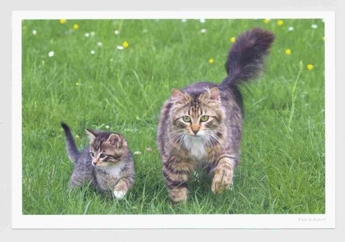 Karte katze mütterliche - karte, "mütterliche