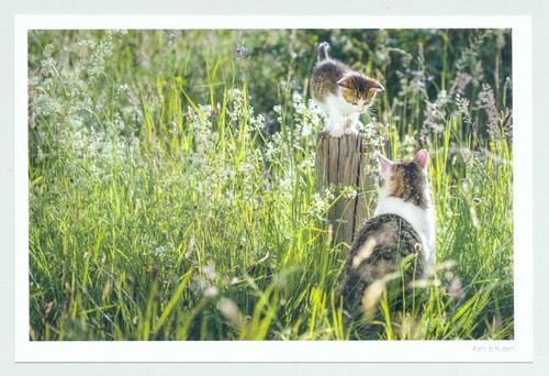 Postkarte katze - postkarte,